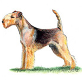 Lakeland Terrier - Click Image to Close